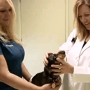 Alta Sierra Veterinary Hospital - Veterinary Specialty Services