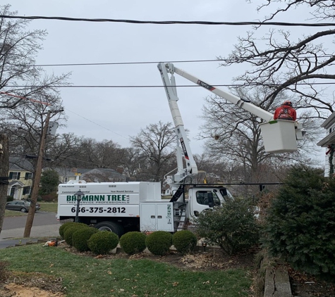 Baumann Tree - Cedar Hill, MO