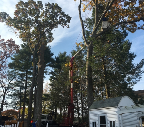 AA Tree & Shrub Service - Lynn, MA