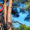 Clavin Tree Service gallery