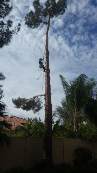 TDR Tree Services - Mesa, AZ. Large pine tree removal in Mesa AZ