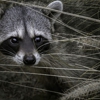 Go Pro Wildlife Removal gallery