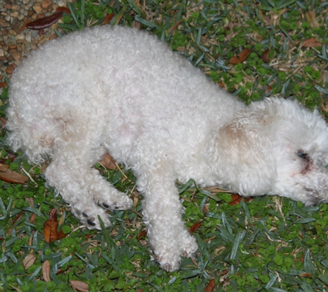 Sunset Animal Clinic - Miami, FL. This hospital killed my beloved animal February 23. DO NOT TRUST THEM, THERE ARE MORE ETHICAL VETS.