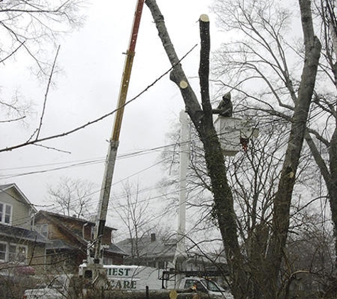 Foriest Tree Care