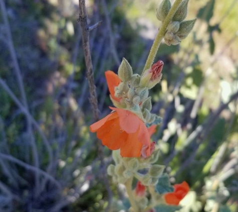 Nina Mason Pulliam Rio Salado Audubon Center - Phoenix, AZ