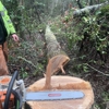 A.B. Land & Tree Service gallery