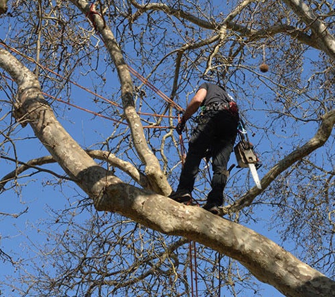 All Florida Tree Care - Sarasota, FL