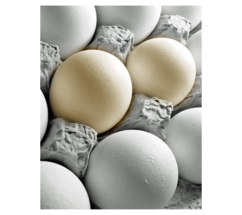 Fresh Farm Eggs Pty Ltd - Greystanes, NSW