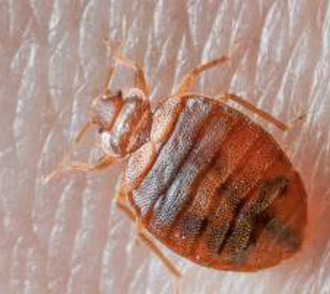 Goforth Service, Bedbug Department - Rutherfordton, NC