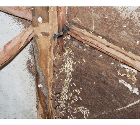 POD's Pest Control - Garbutt, QLD