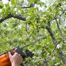 Tree Pros, Inc - Tree Service
