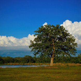 Night Bird Ranch - Ledbetter, TX