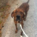 Santa Cruz SPCA - Dog Training