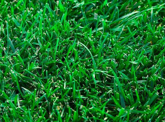 Melbourne Turf Supplies. Tall Fescue turf