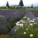 Hood River Lavender Farms