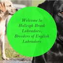 Holleigh Brook Labradors - Pet Breeders