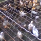 Godwin Animal & Poultry Auction