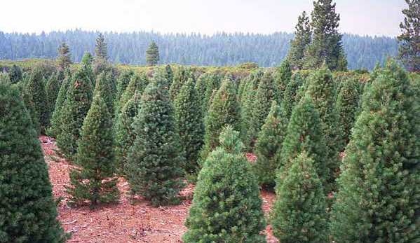 Brent's Christmas Trees - Oakland, CA