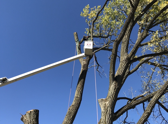 Eddy's Tree Service - Lake Villa, IL. Tree removal