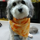DE Grooming - Pet Grooming