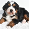 Ohiopuppypaws.com gallery