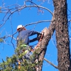 Total Tree & Lawn Care gallery