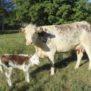 Amesbury Animal Hospital - Veterinary Clinics & Hospitals