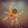 Southeastern Termite & Pest Control gallery