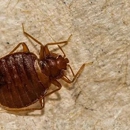 G & G Exterminating - Termite Control