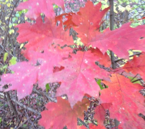 White Memorial Conservation Center - Litchfield, CT