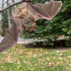 Trappro Humane Wildlife Removal gallery