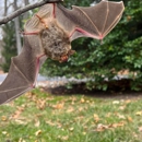 Trappro Humane Wildlife Removal - Pest Control Equipment & Supplies