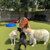 My Three Dogs - Hwy 17 gallery