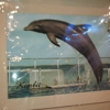 Dolphin Cove Research & Education Center gallery