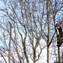 Cascade Tree Works - Arborists