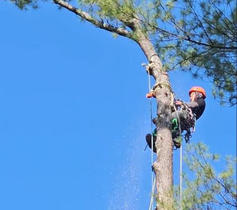 Lemus Tree Service & More LLC - Wappinger Falls, NY