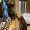 Gettysburg Pike Animal Clinic gallery