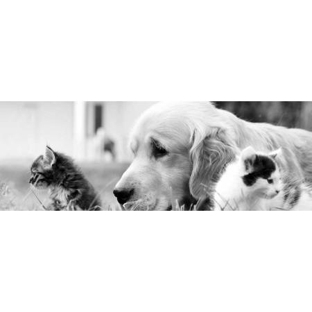 The Vet Group - Simpson, VIC