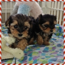 Tinytykes Puppies - Pet Stores