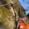 Woodland Tree Service gallery