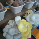 Bellingham Farmers Market - Farmers Market