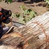 Patrick Certified Arborist gallery