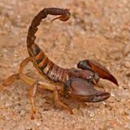 Colorado Rid-A-Critter - Termite Control