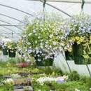 G & K Nursery Inc - Nurseries-Plants & Trees