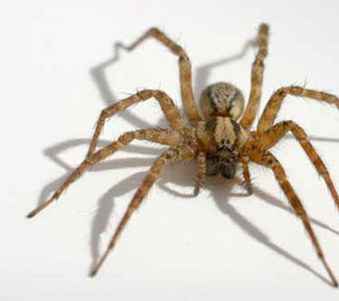 Ballarat Pest Control - Mount Pleasant, VIC