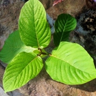 Kratom Cafe - The Herbal Cafe Online