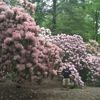 Tyler Arboretum gallery