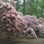 Tyler Arboretum