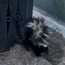 Animal Country Wildlife Removal