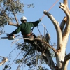 Above & Beyond Tree Service gallery